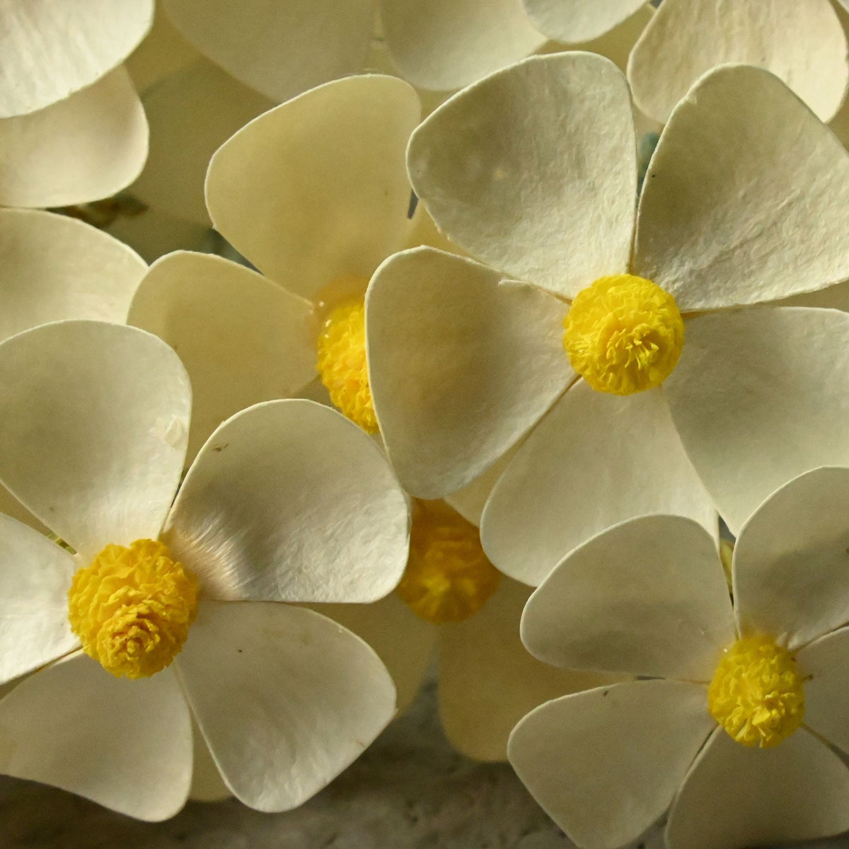 Violet white with yellow center（6Support/Beam）