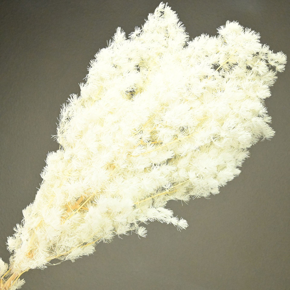 Penglai pine white (about 100 grams)