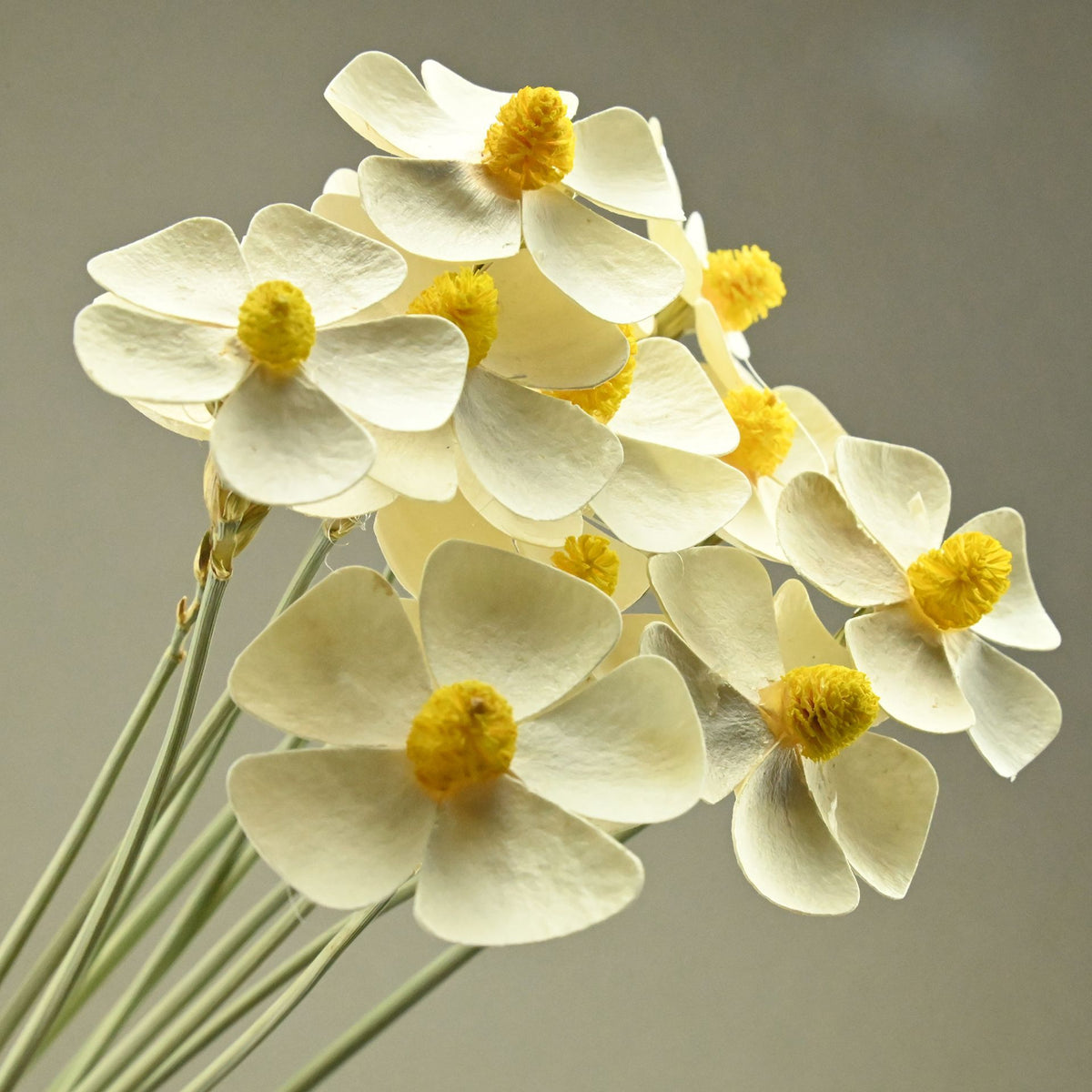 Violet white with yellow center（10Delivery2Damage prevention）